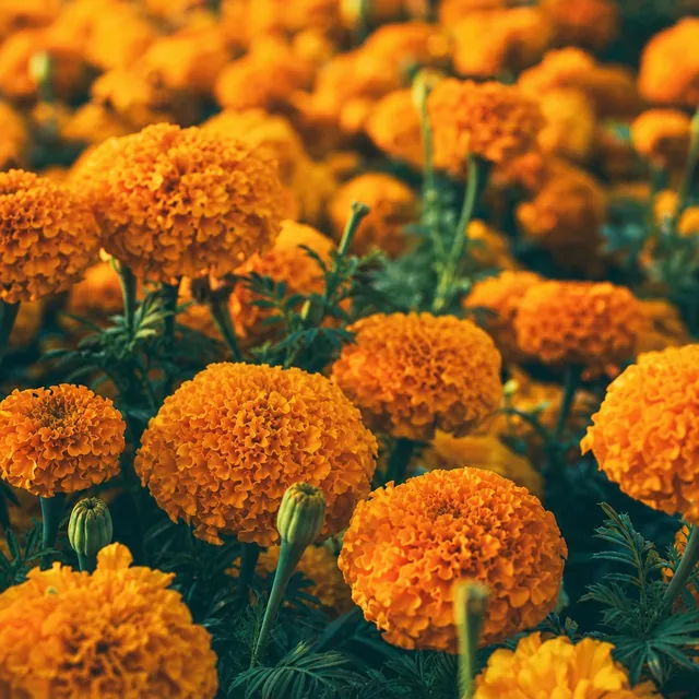 Marigold field